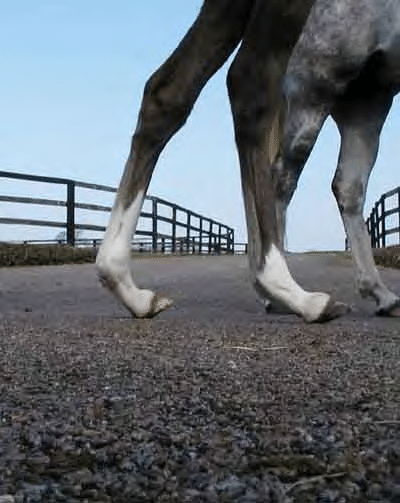 6 Types Of Limb Deformities In Horses And How To Recognize Them